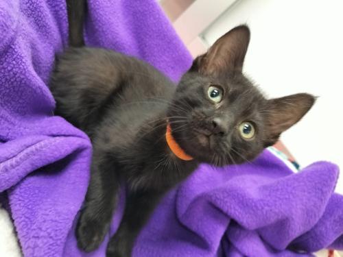 Enlarge Prosperity, a Adoptable Domestic Short Hair in Parlier, CA image 6/6