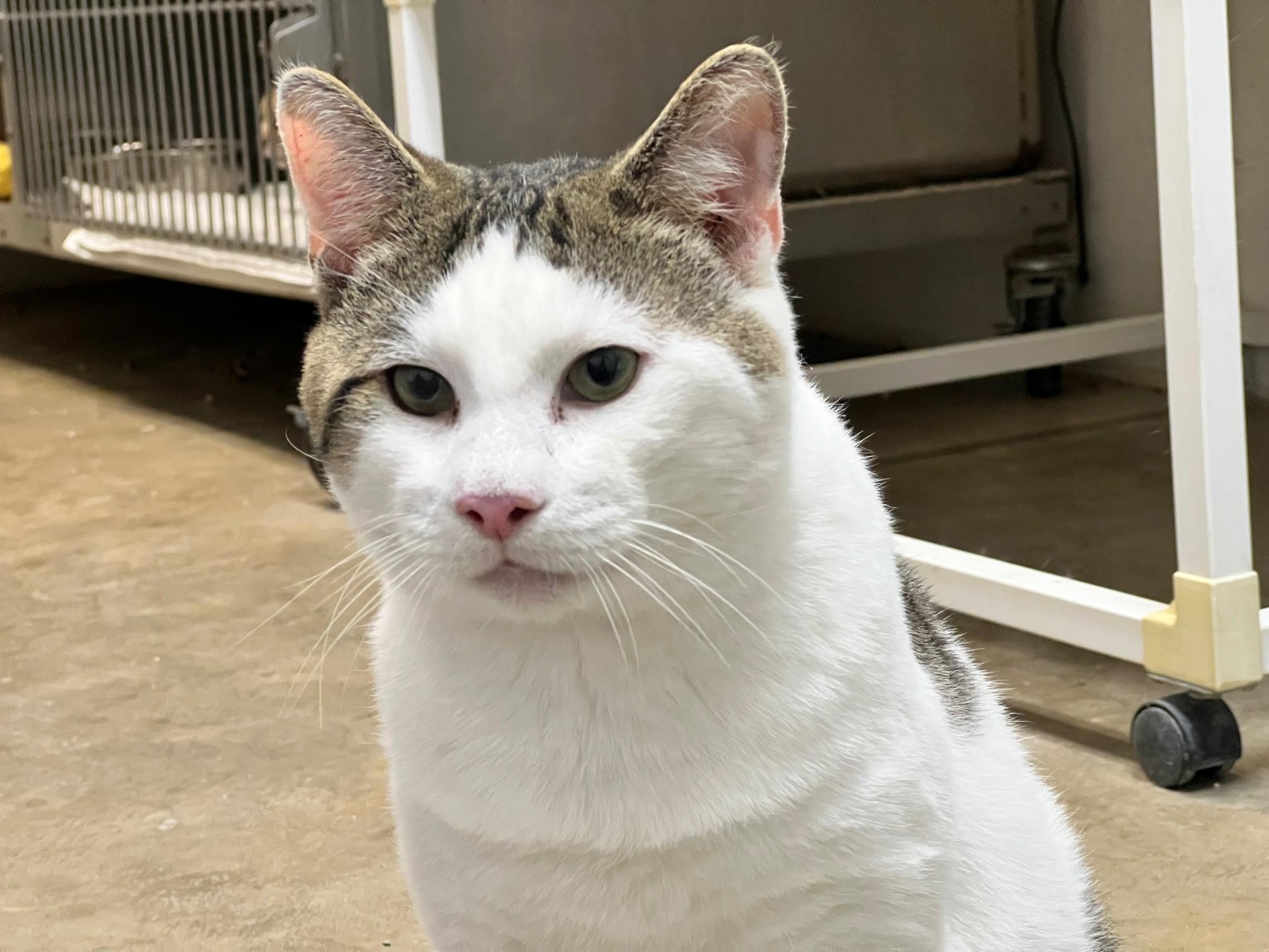 Dobby, ADOPTABLE, Adult Male Domestic Short Hair.