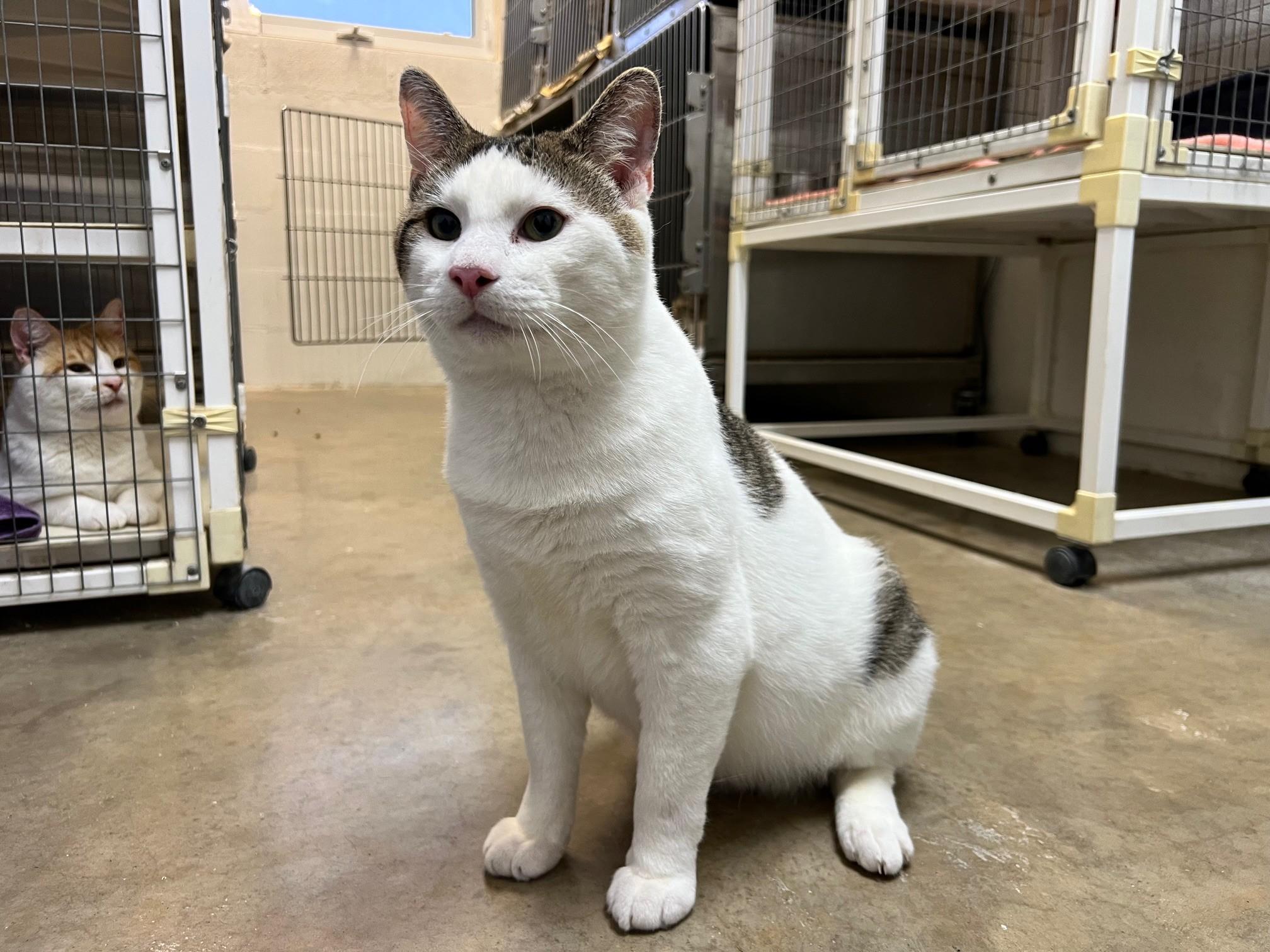 Enlarge Dobby, a ADOPTABLE Domestic Short Hair in Stanley, VA image 2/6