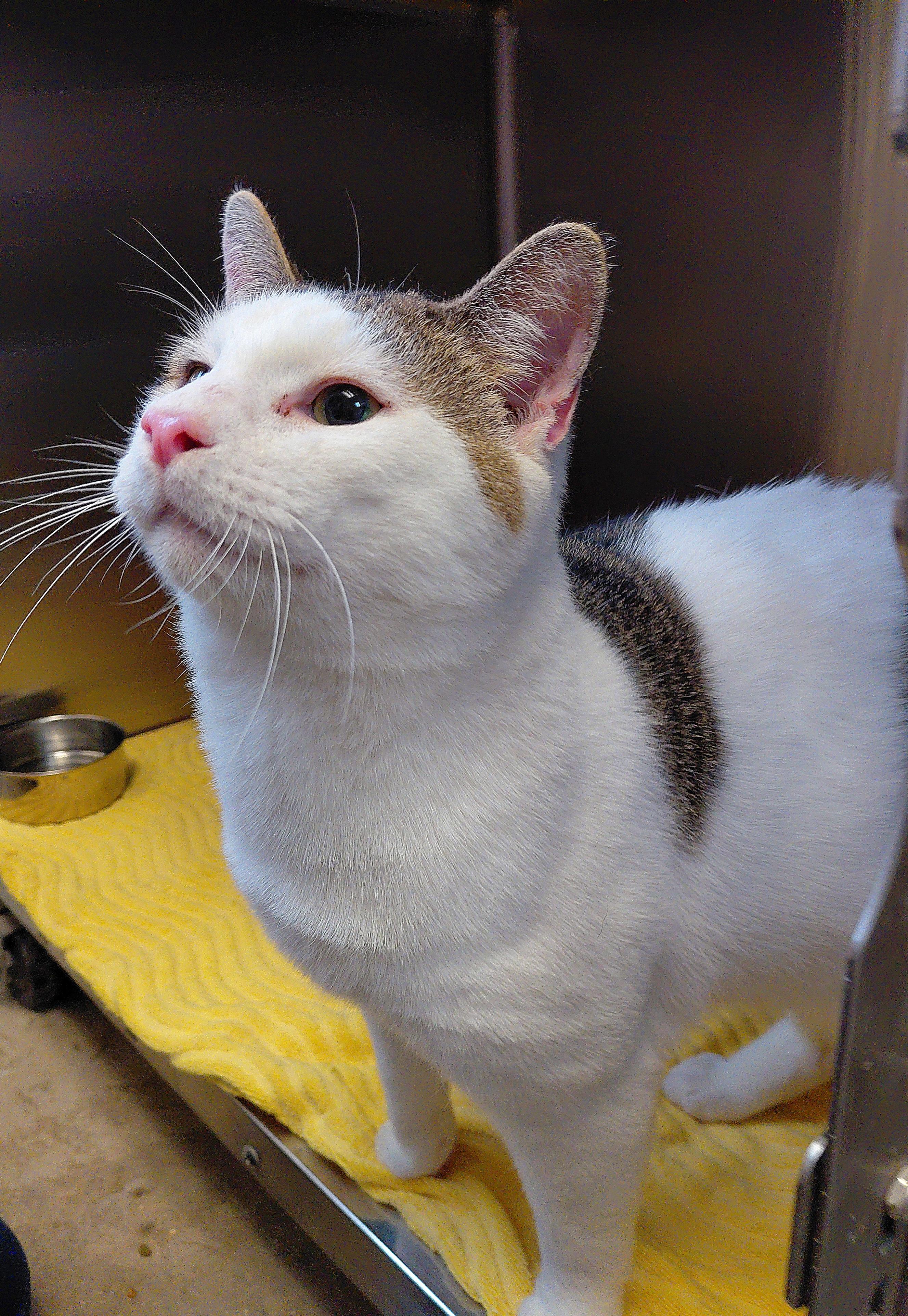 Enlarge Dobby, a ADOPTABLE Domestic Short Hair in Stanley, VA image 3/6