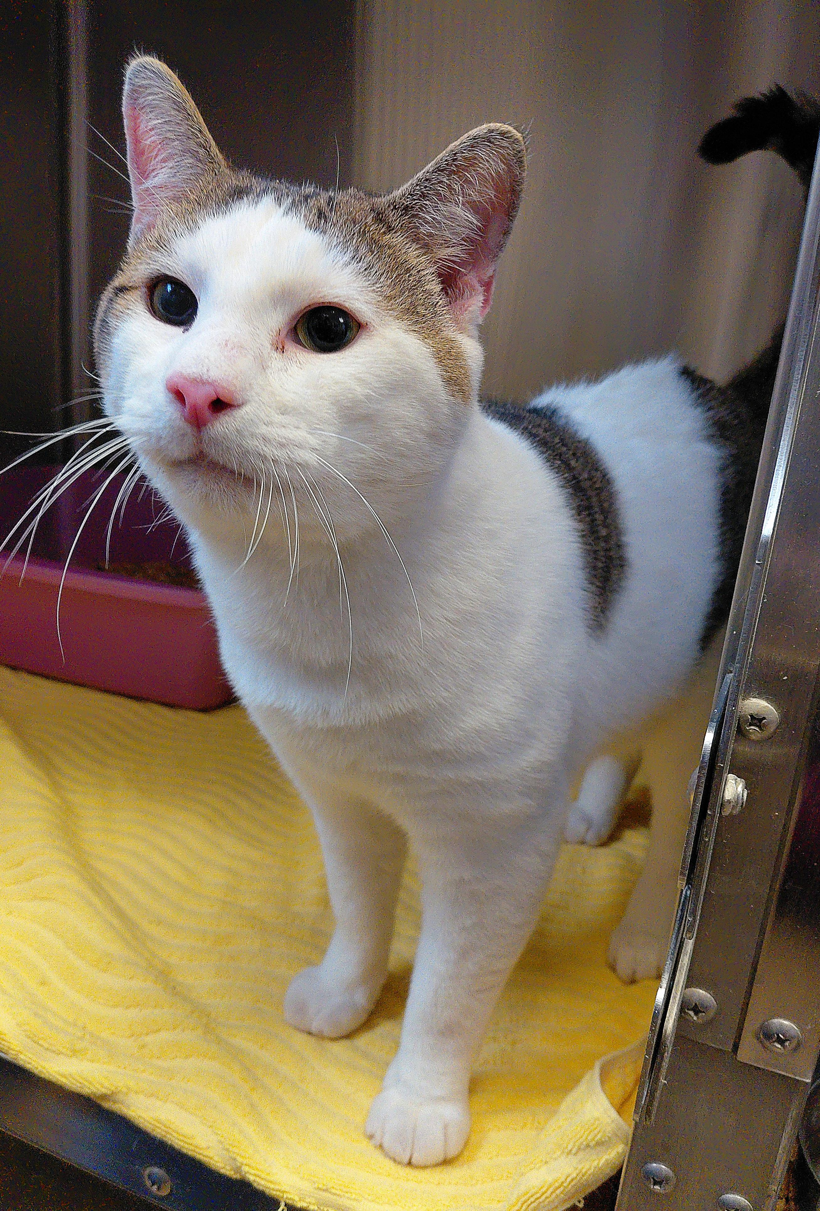 Enlarge Dobby, a ADOPTABLE Domestic Short Hair in Stanley, VA image 4/6