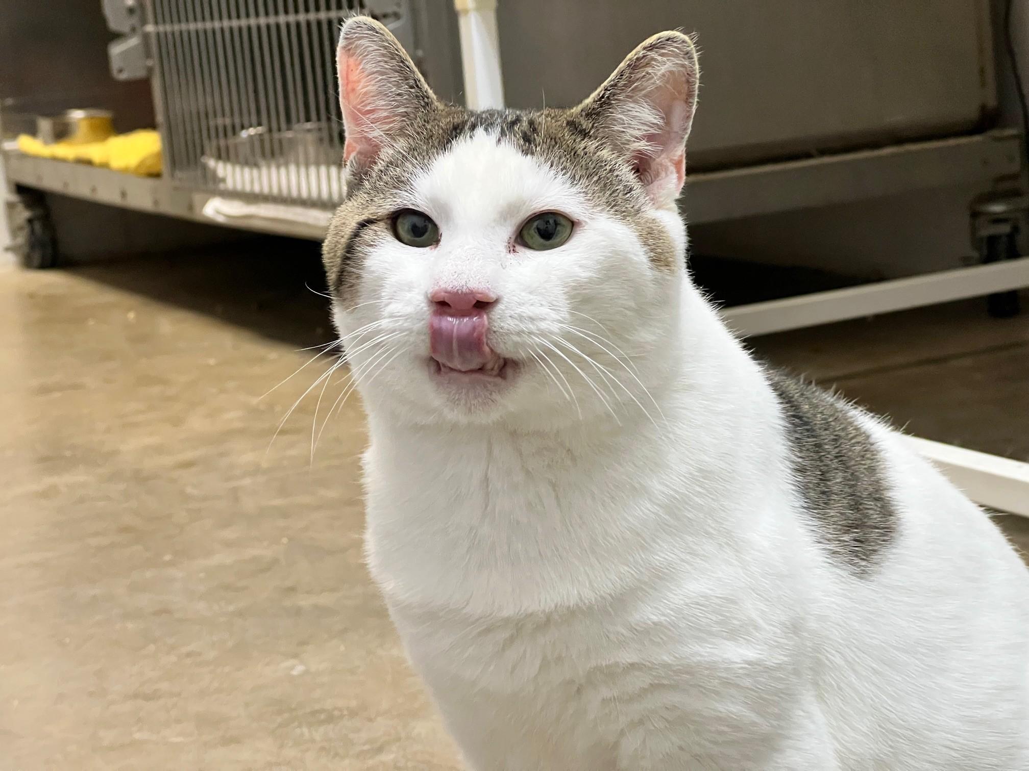 Enlarge Dobby, a ADOPTABLE Domestic Short Hair in Stanley, VA image 5/6