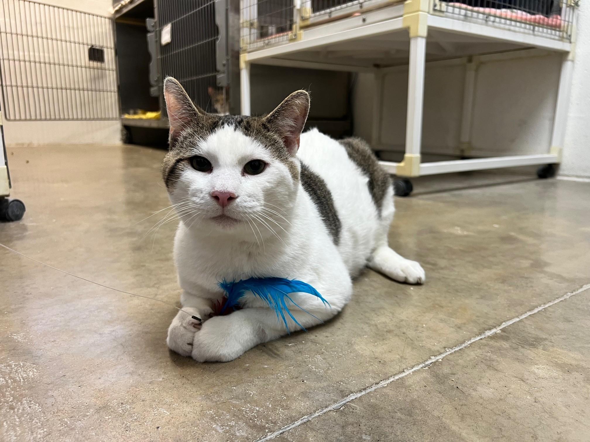 Enlarge Dobby, a ADOPTABLE Domestic Short Hair in Stanley, VA image 6/6