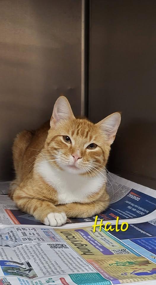 Halo, adopted, Young Male Domestic Short Hair.