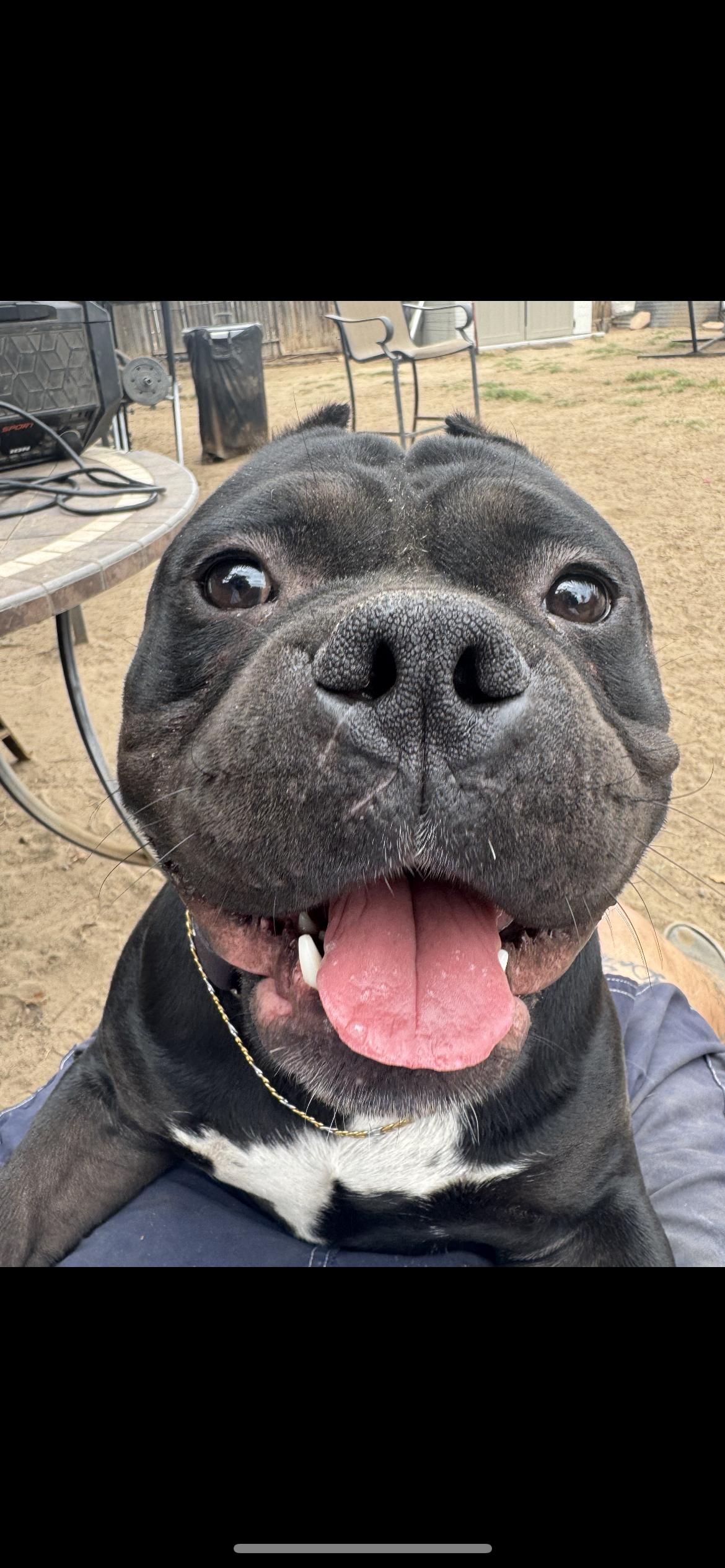 Romeo, a Adoptable mixed breed in Hamden, CT image 1/6