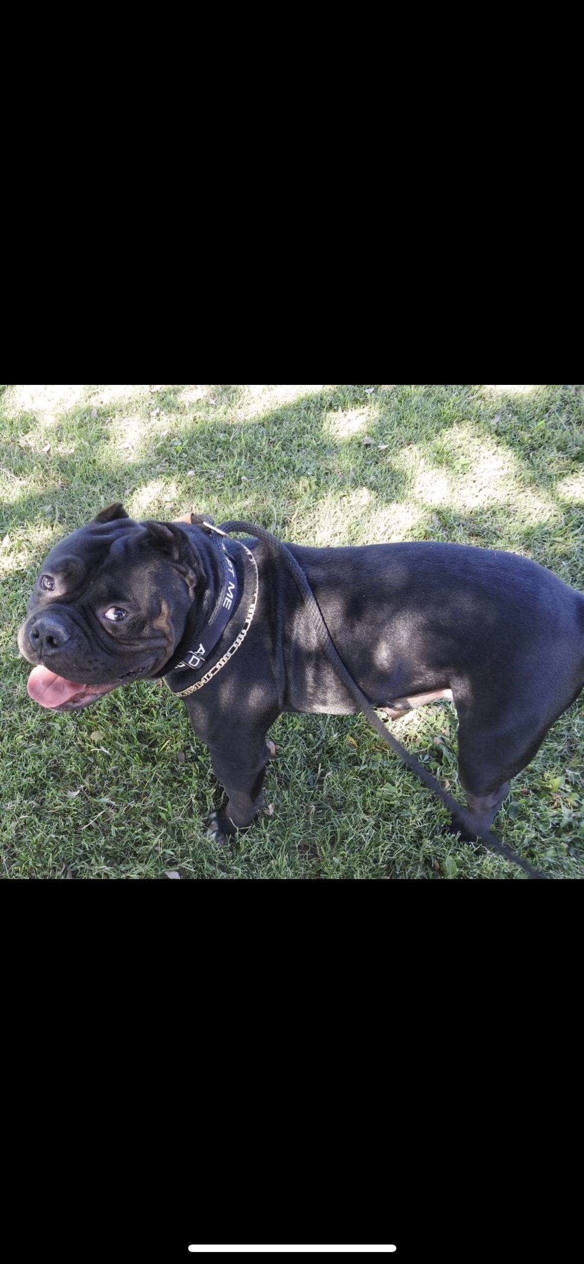 Romeo, a Adoptable mixed breed in Hamden, CT image 2/6