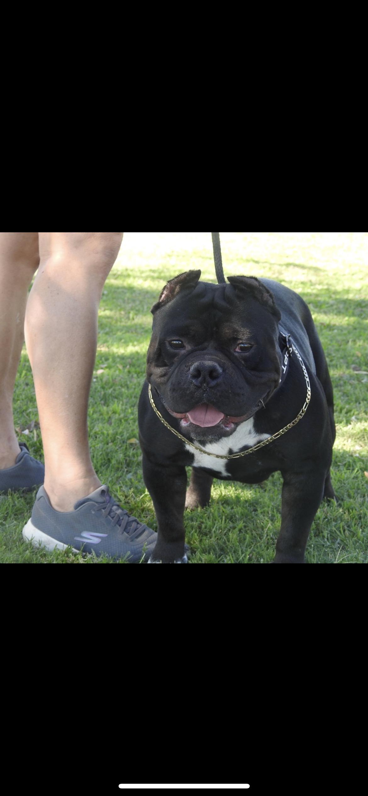 Romeo, a Adoptable mixed breed in Hamden, CT image 5/6