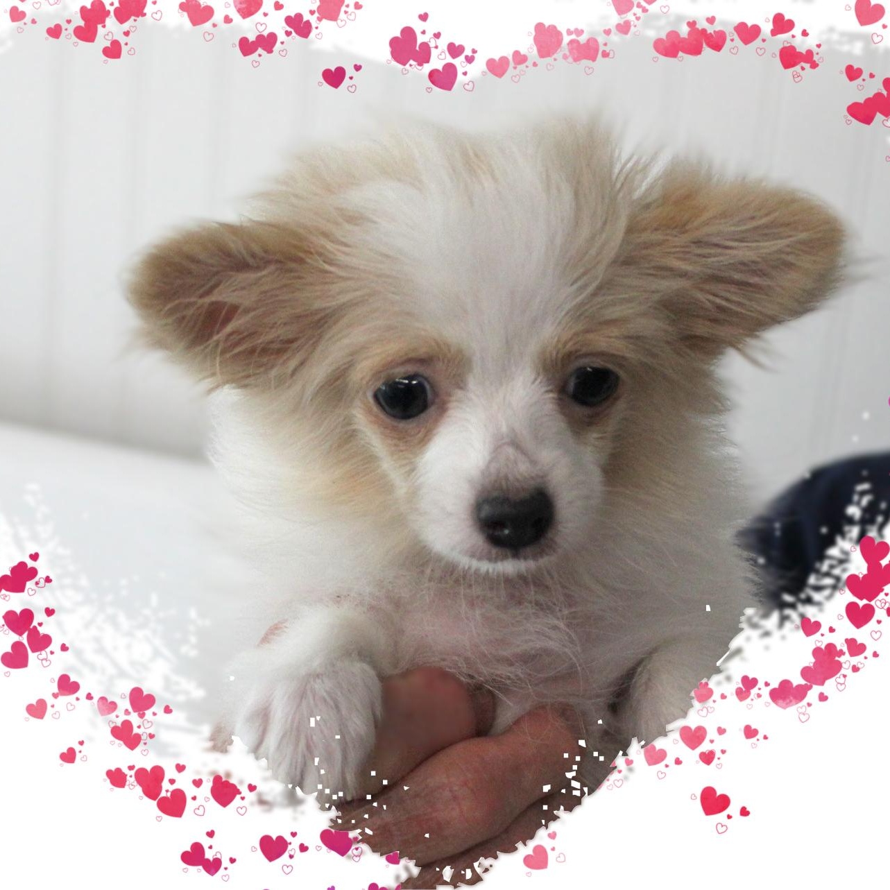 Angel, ADOPTABLE, Puppy Female Pomsky.