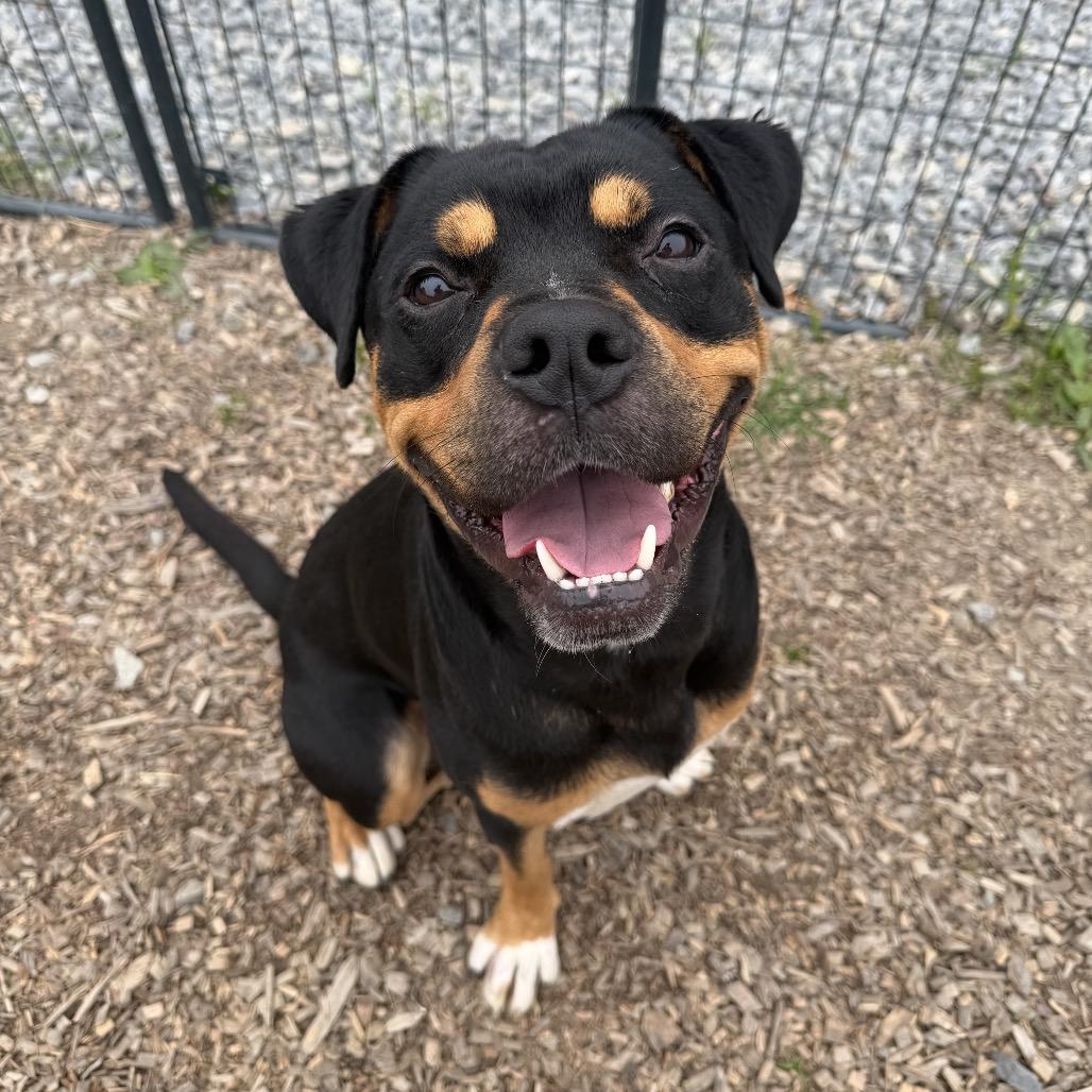 Oscar *Part of my adoption fee is sponsored!*, Adoptable, Young Male Rottweiler & Mixed Breed.