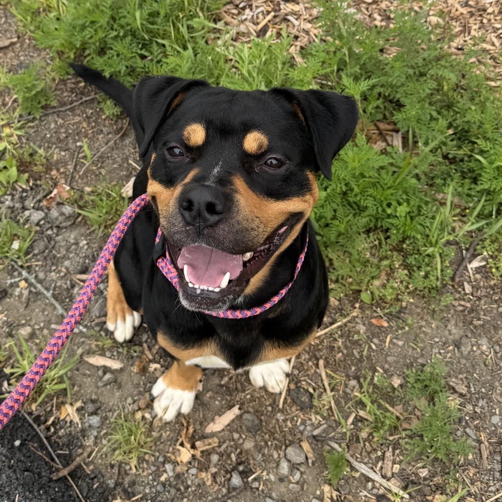 Enlarge Oscar *Part of my adoption fee is sponsored!*, a Adoptable mixed breed in Wappingers Falls, NY image 2/2