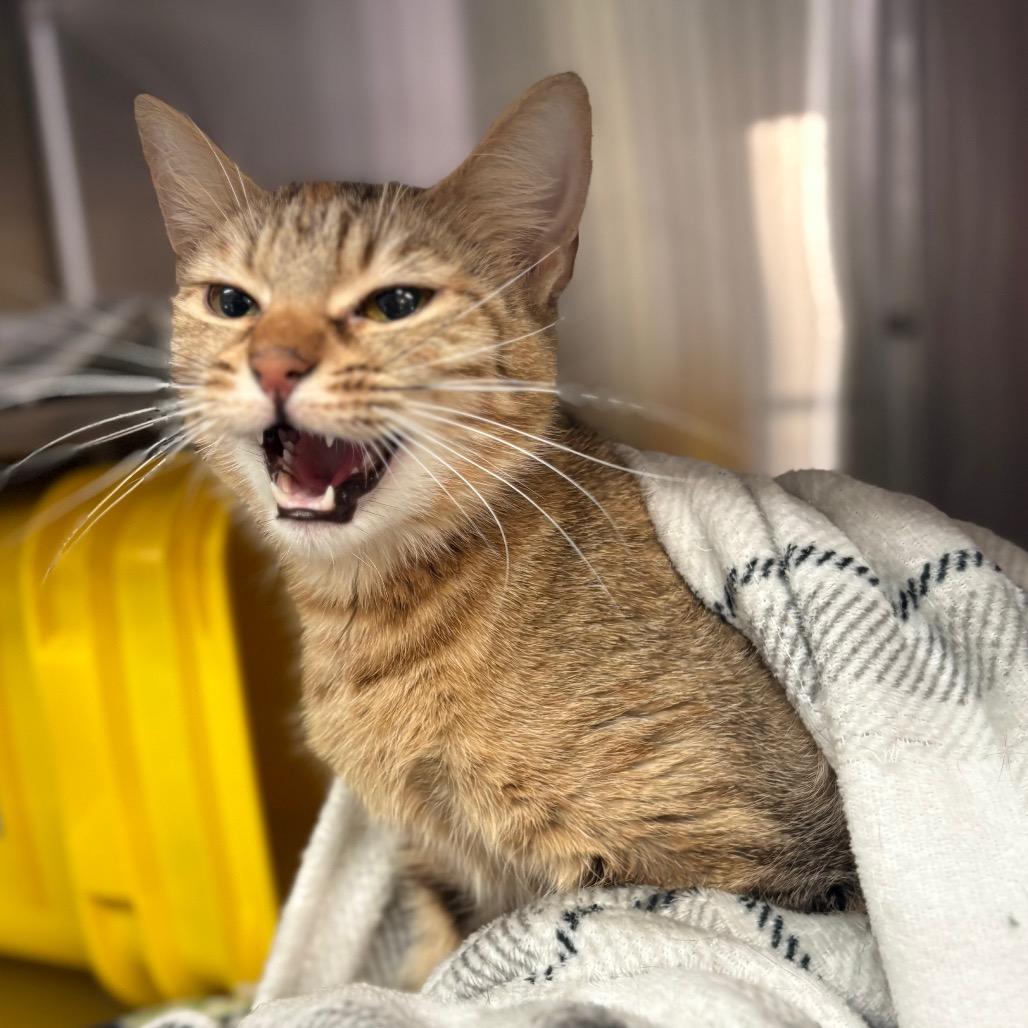 Camy, Adoptable, Adult Female Domestic Short Hair.