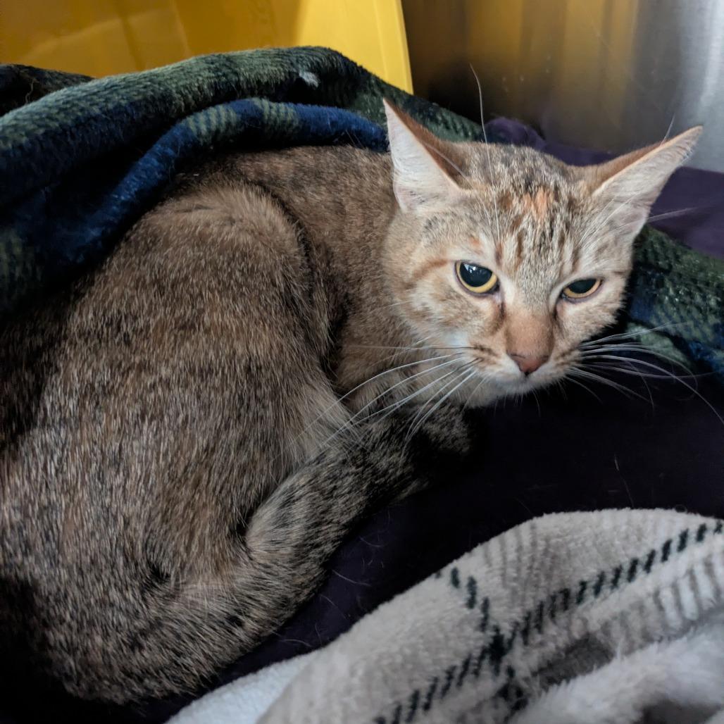 Camy, Adoptable, Adult Female Domestic Short Hair.