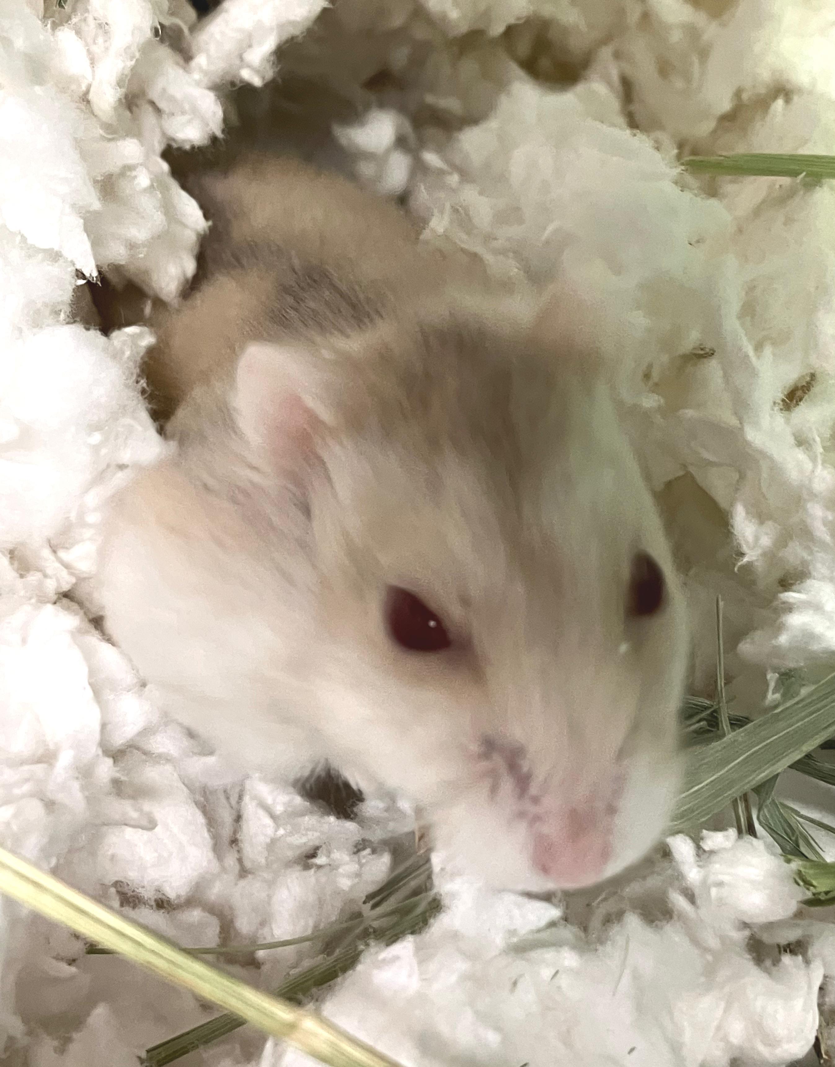 Enlarge Roscoe, an adoptable Hamster in Oshkosh, WI image 4/4