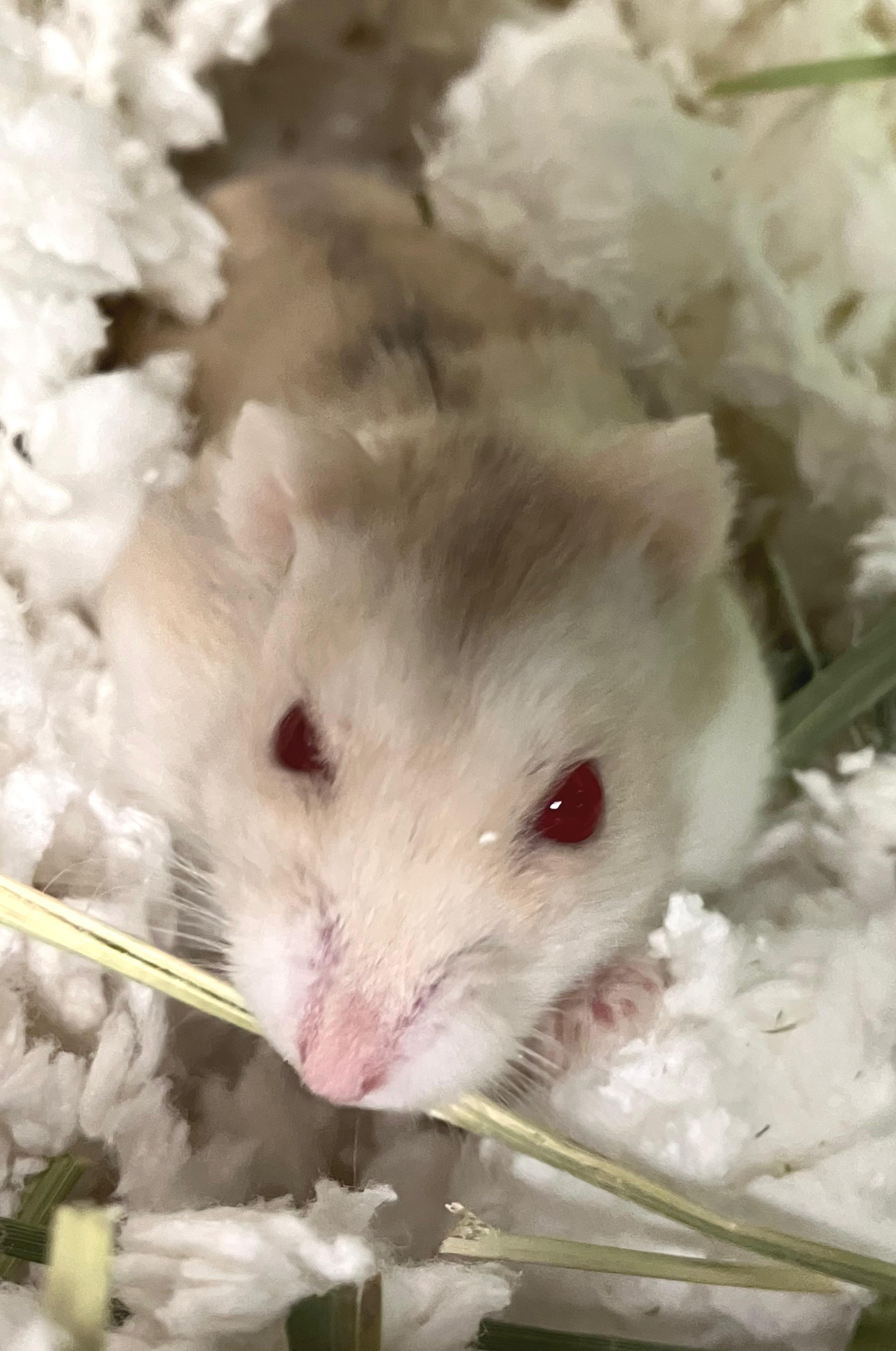 Enlarge Roscoe, an adoptable Hamster in Oshkosh, WI image 2/4