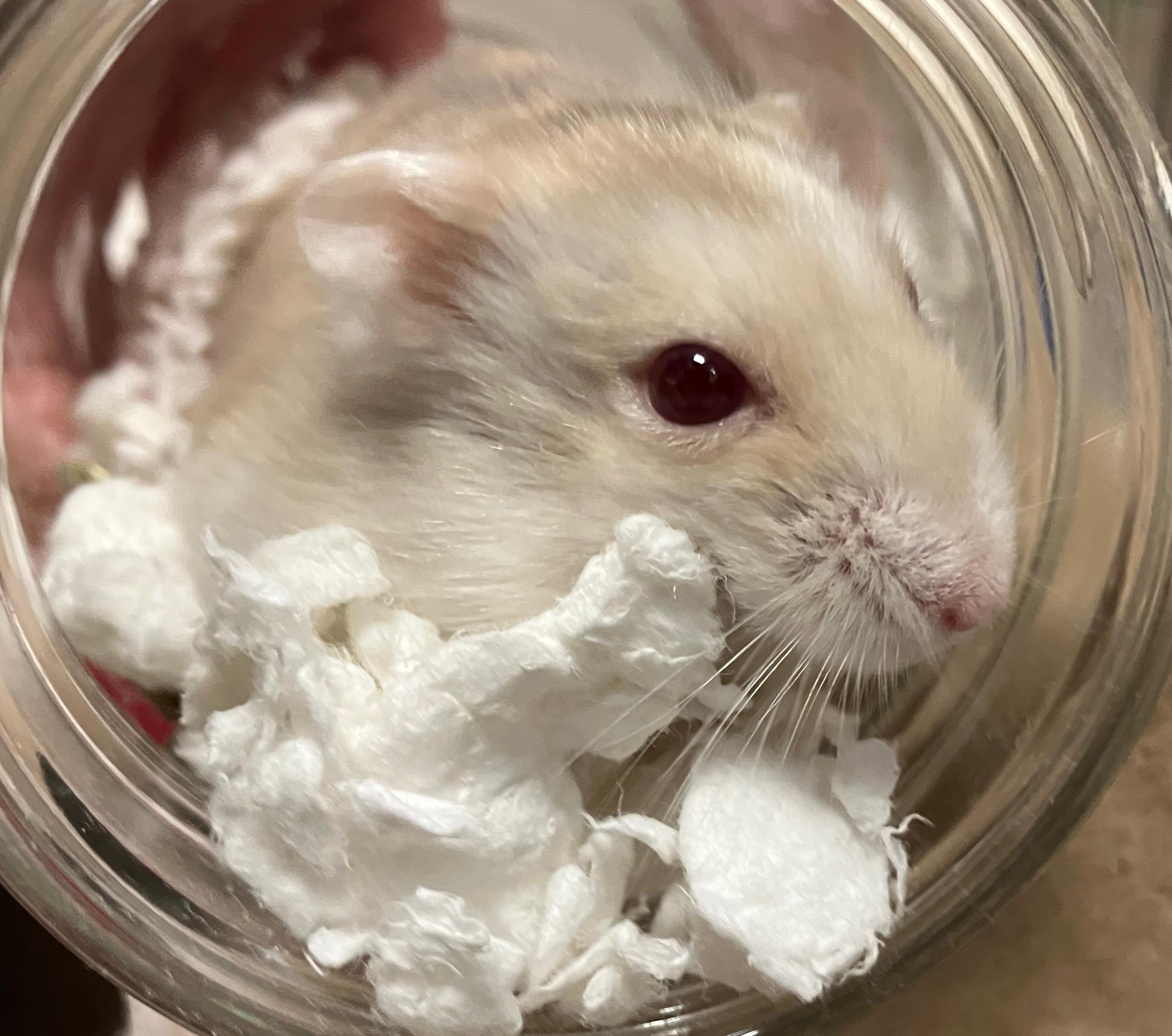 Enlarge Roscoe, an adoptable Hamster in Oshkosh, WI image 1/4