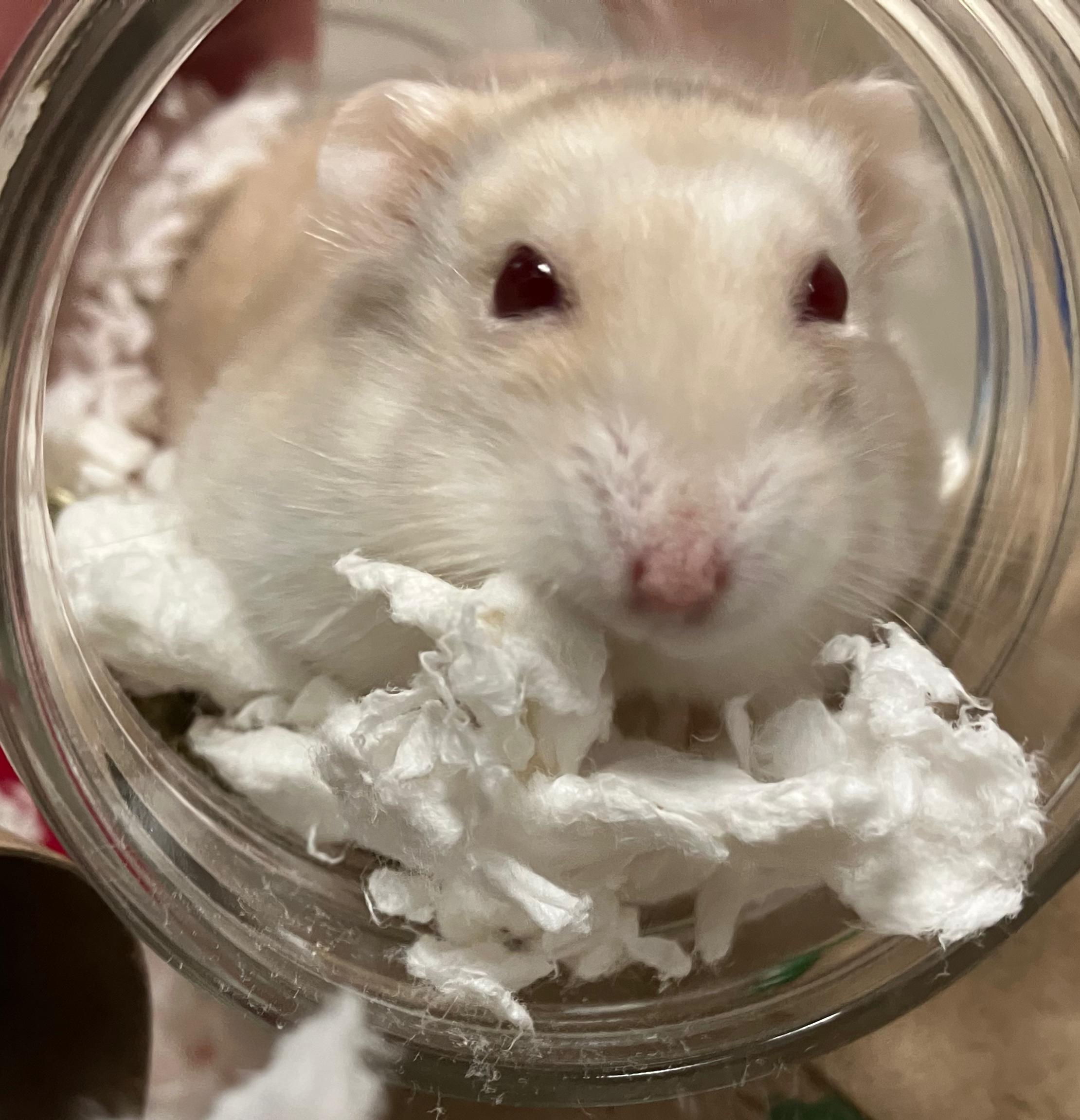 Enlarge Roscoe, an adoptable Hamster in Oshkosh, WI image 3/4