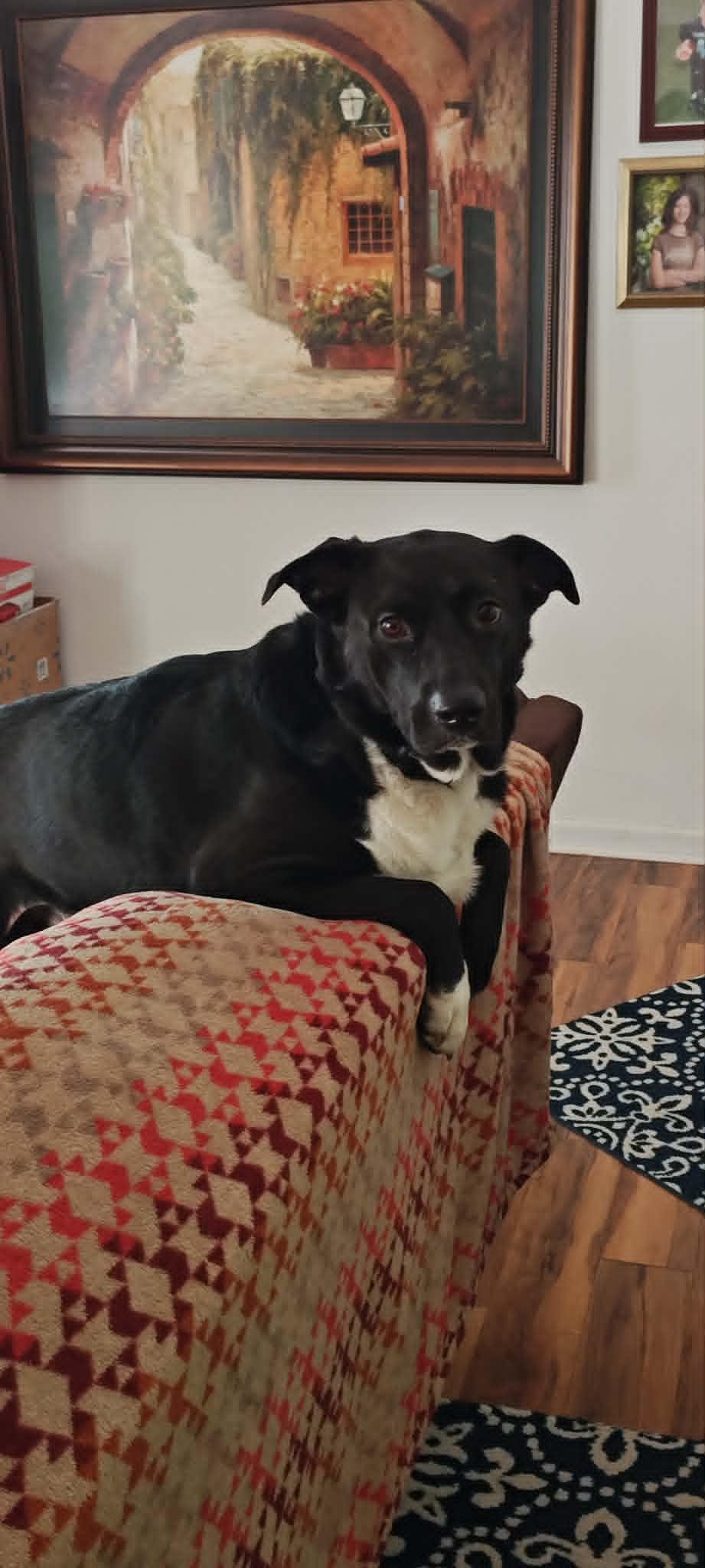 Diesel, a ADOPTABLE mixed breed in Sheboygan, WI image 5/5