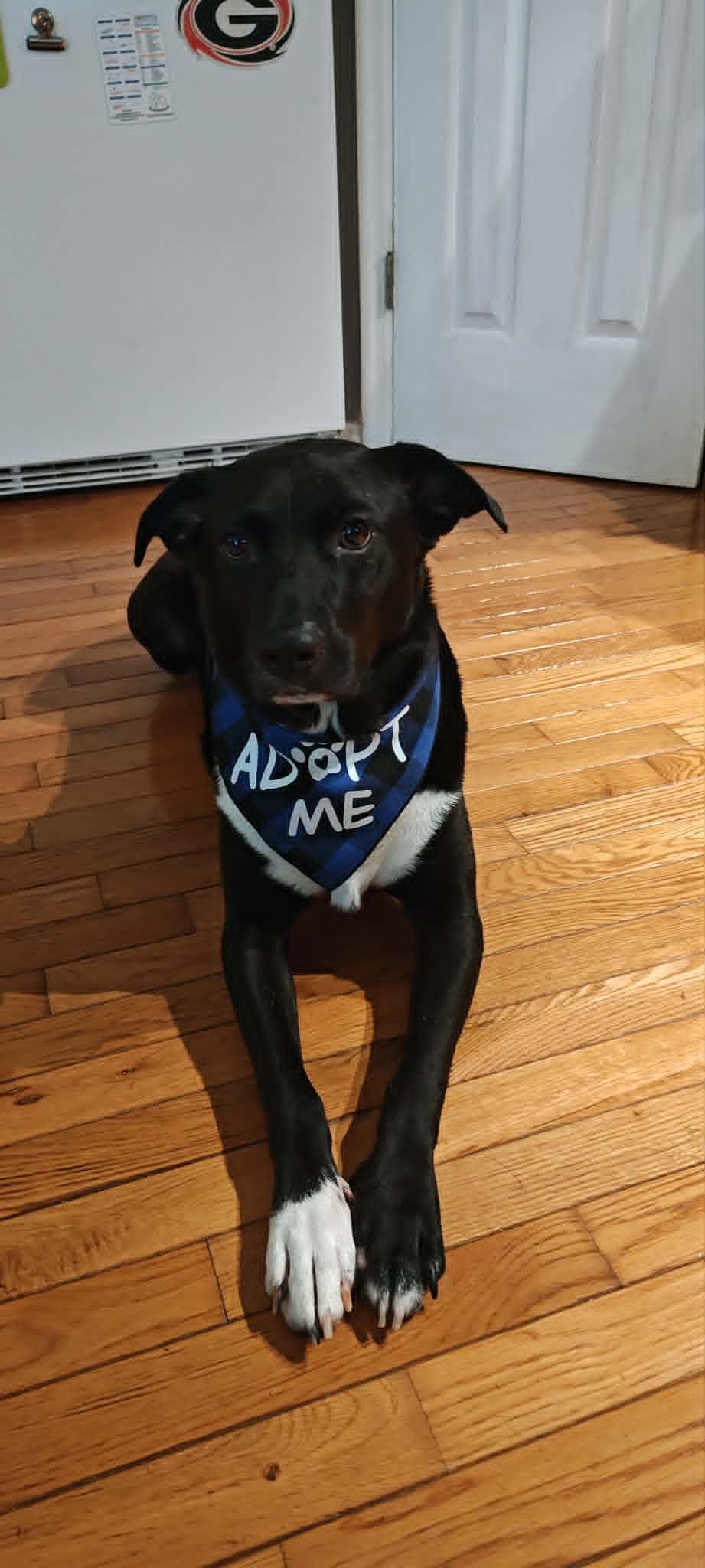 Diesel, a ADOPTABLE mixed breed in Sheboygan, WI image 1/5