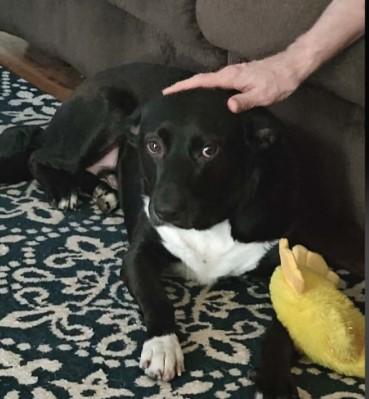 Diesel, a ADOPTABLE mixed breed in Sheboygan, WI image 4/5