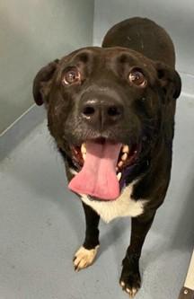 Diesel, a ADOPTABLE mixed breed in Sheboygan, WI image 2/5