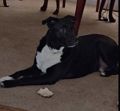 Diesel, a ADOPTABLE mixed breed in Sheboygan, WI image 3/5