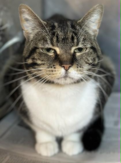 Miso, Adoptable, Young Female Domestic Short Hair & Domestic Short Hair.