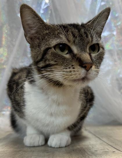 Miso, a Adoptable mixed breed in Shreveport, LA image 2/3