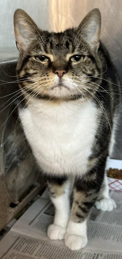 Miso, a Adoptable mixed breed in Shreveport, LA image 3/3