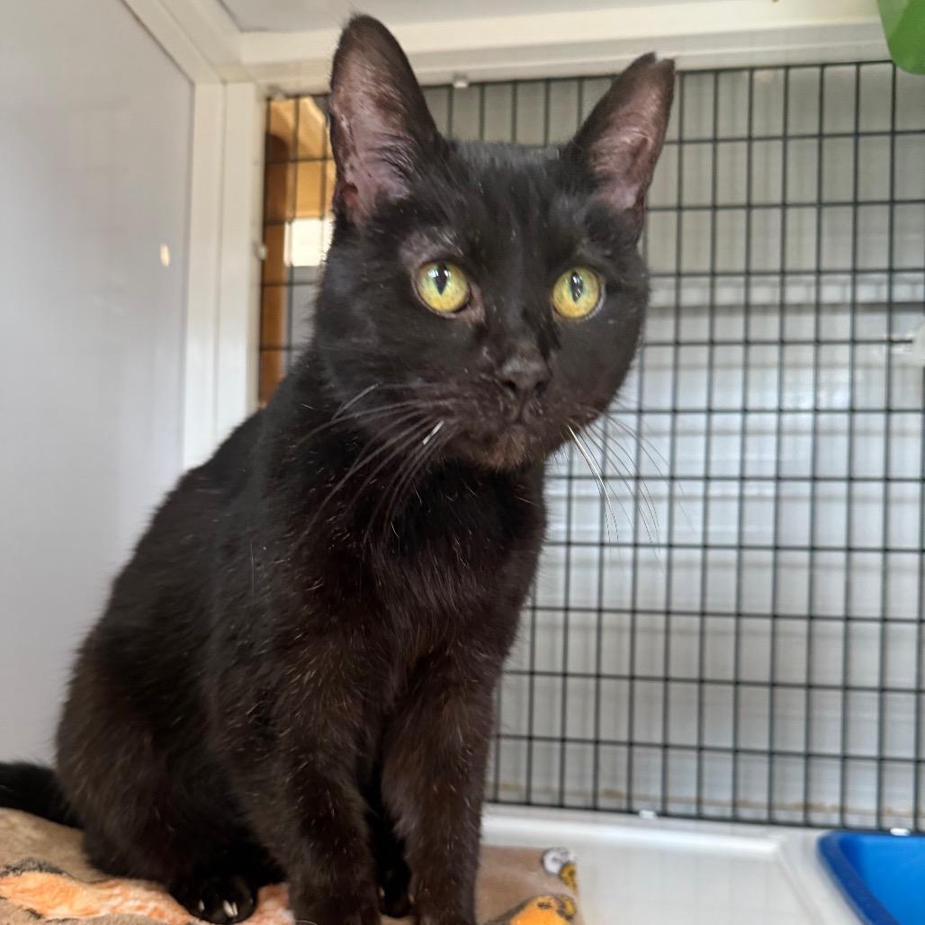 Enlarge Gramps, a Adoptable Domestic Short Hair in Ruckersville, VA image 1/1