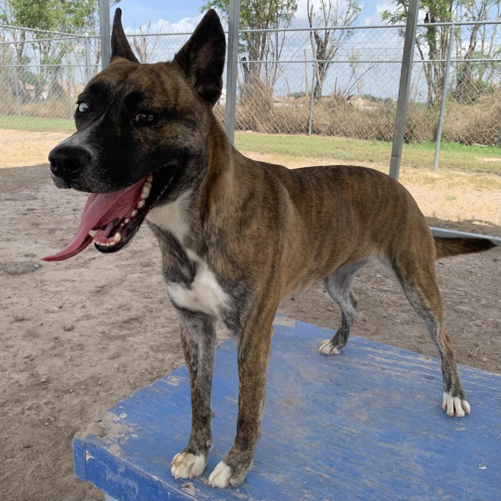 Enlarge Penguin, a Adoptable mixed breed in Edinburg, TX image 1/6