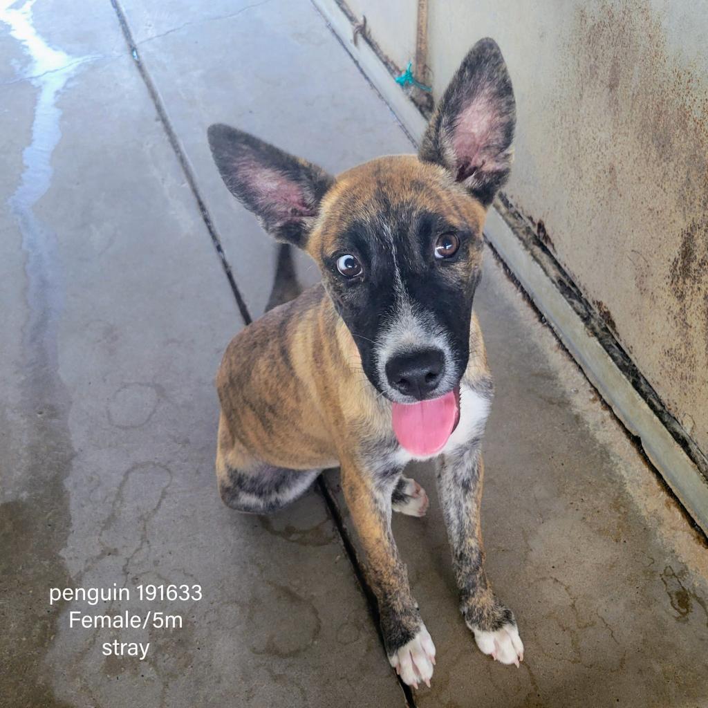 Enlarge Penguin, a Adoptable mixed breed in Edinburg, TX image 1/2