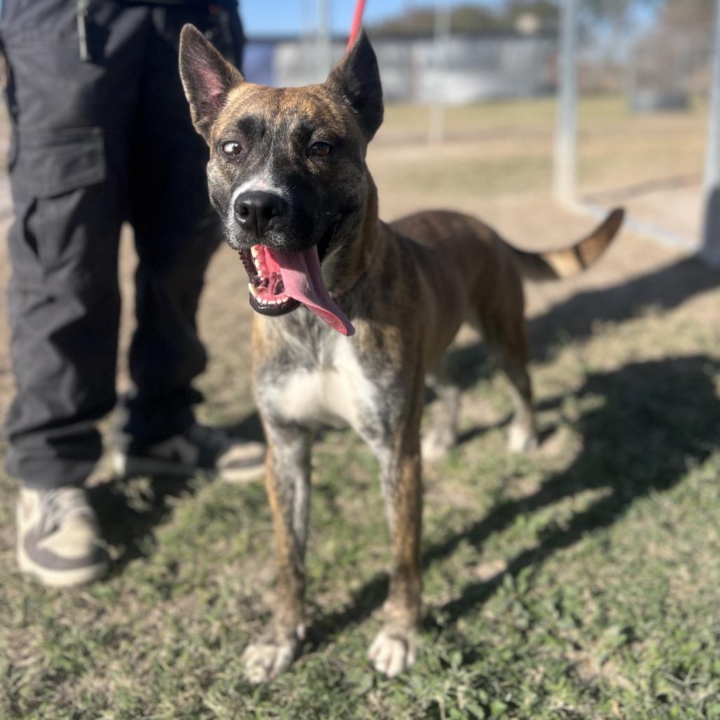 Enlarge Penguin, a Adoptable mixed breed in Edinburg, TX image 4/6