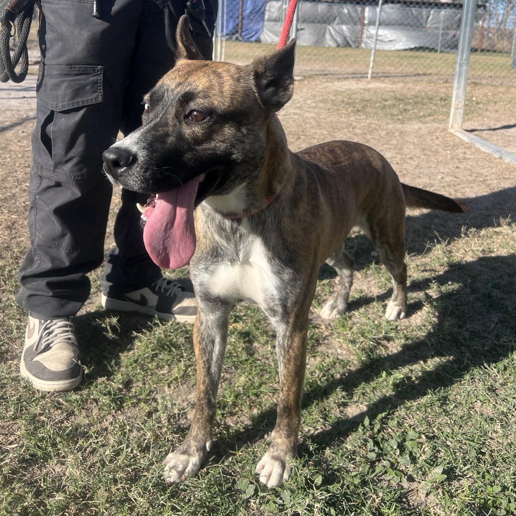 Enlarge Penguin, a Adoptable mixed breed in Edinburg, TX image 5/6