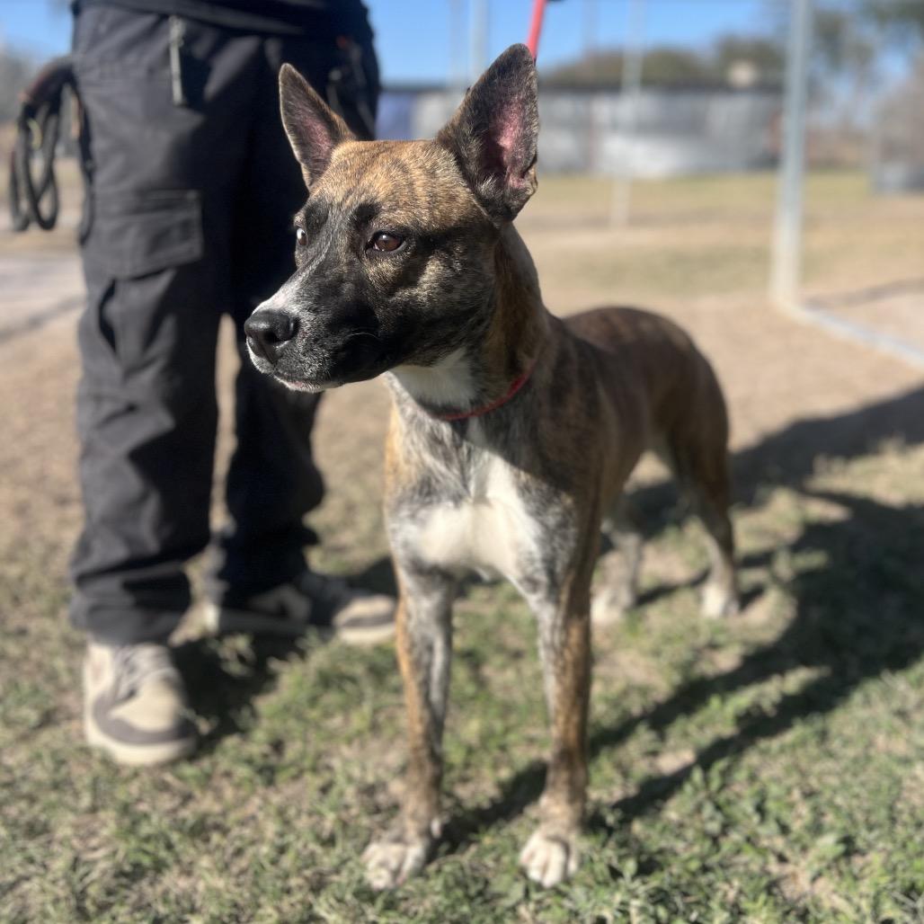 Enlarge Penguin, a Adoptable mixed breed in Edinburg, TX image 6/6