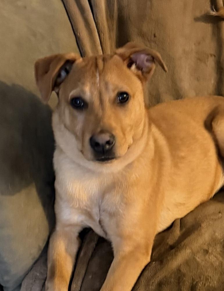 Lucky, Adoptable, Puppy Male Carolina Dog.