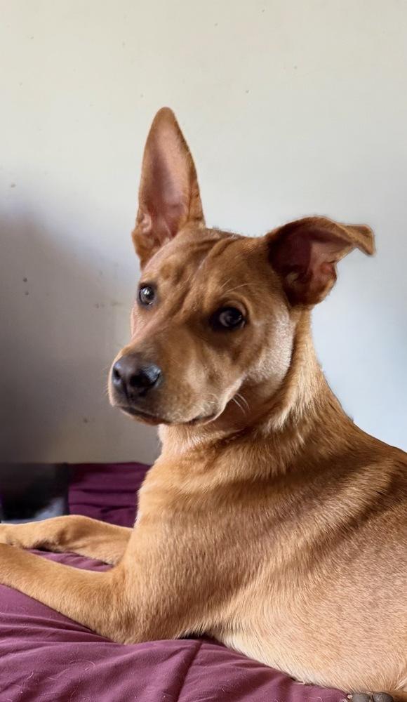 Lucky, Adoptable, Puppy Male Carolina Dog.