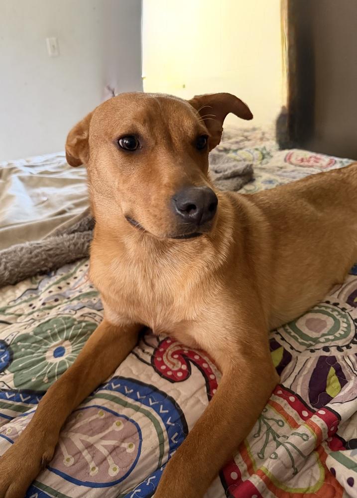 Enlarge Lucky, a Adoptable Carolina Dog in Escondido, CA image 3/6