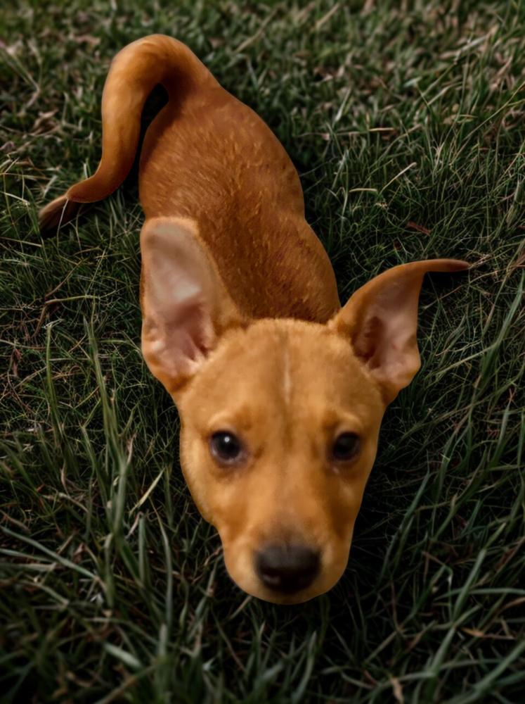 Lucky, Adoptable, Puppy Male Carolina Dog.