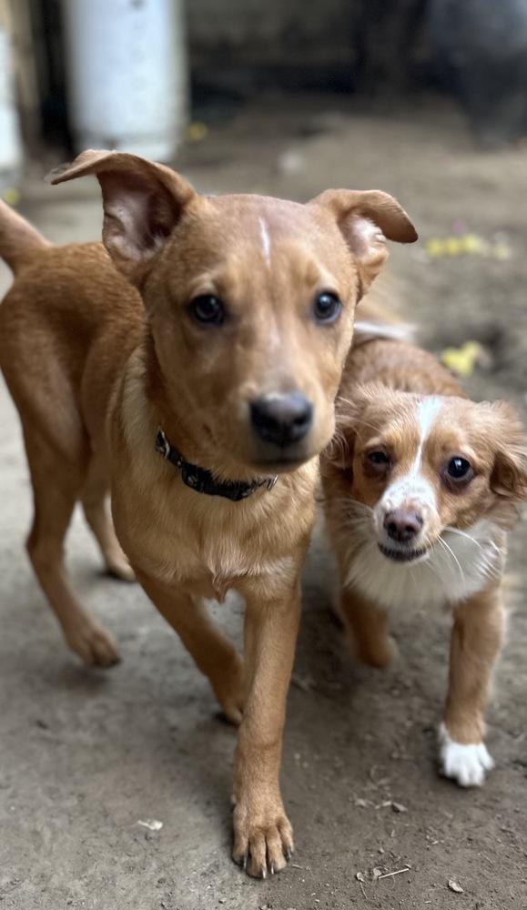 Enlarge Lucky, a Adoptable Carolina Dog in Escondido, CA image 3/6