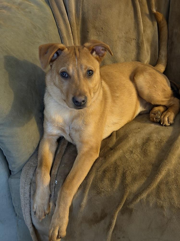 Enlarge Lucky, a Adoptable Carolina Dog in Escondido, CA image 4/6