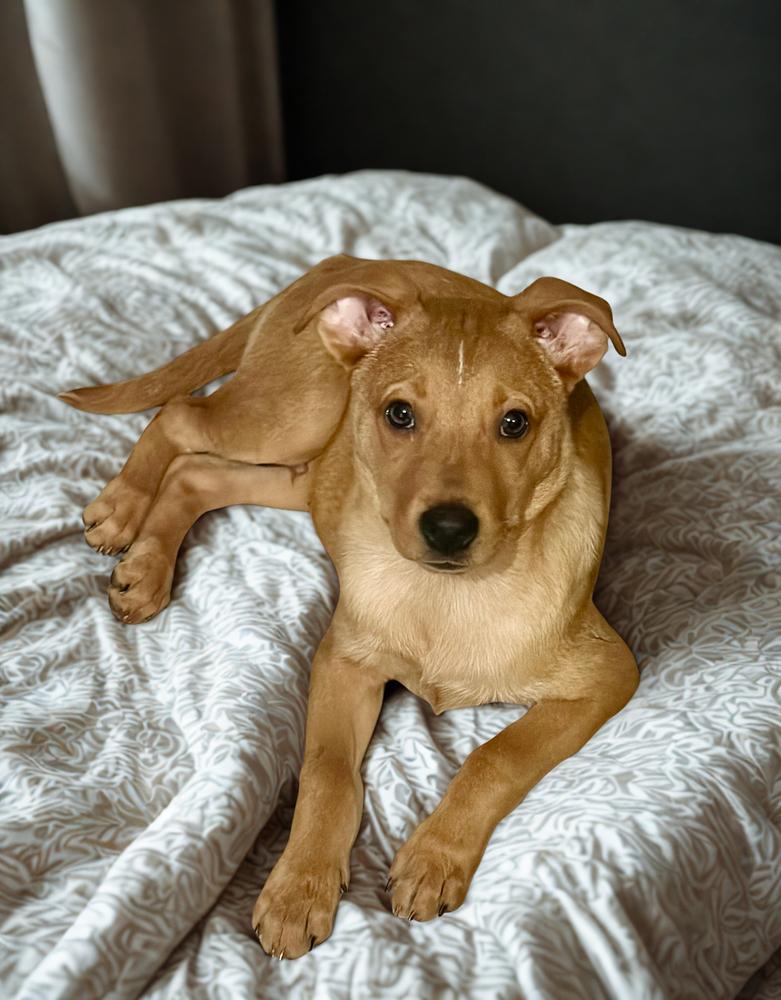 Enlarge Lucky, a Adoptable Carolina Dog in Escondido, CA image 3/3