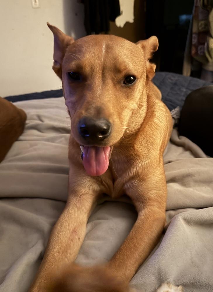 Enlarge Lucky, a Adoptable Carolina Dog in Escondido, CA image 6/6