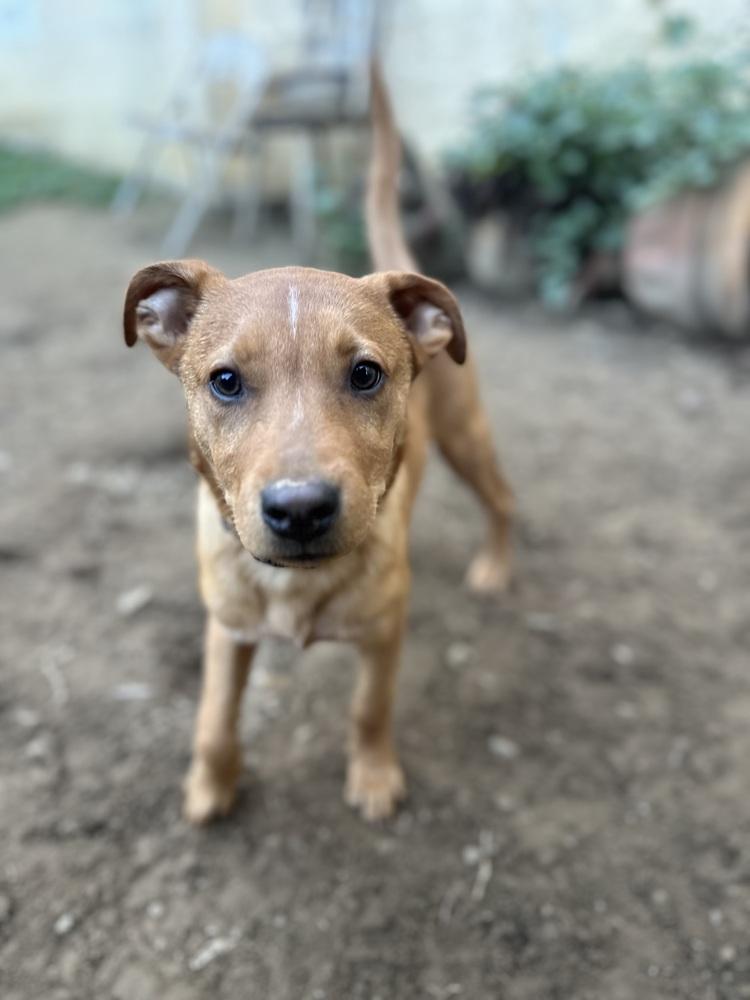 Enlarge Lucky, a Adoptable Carolina Dog in Escondido, CA image 6/6