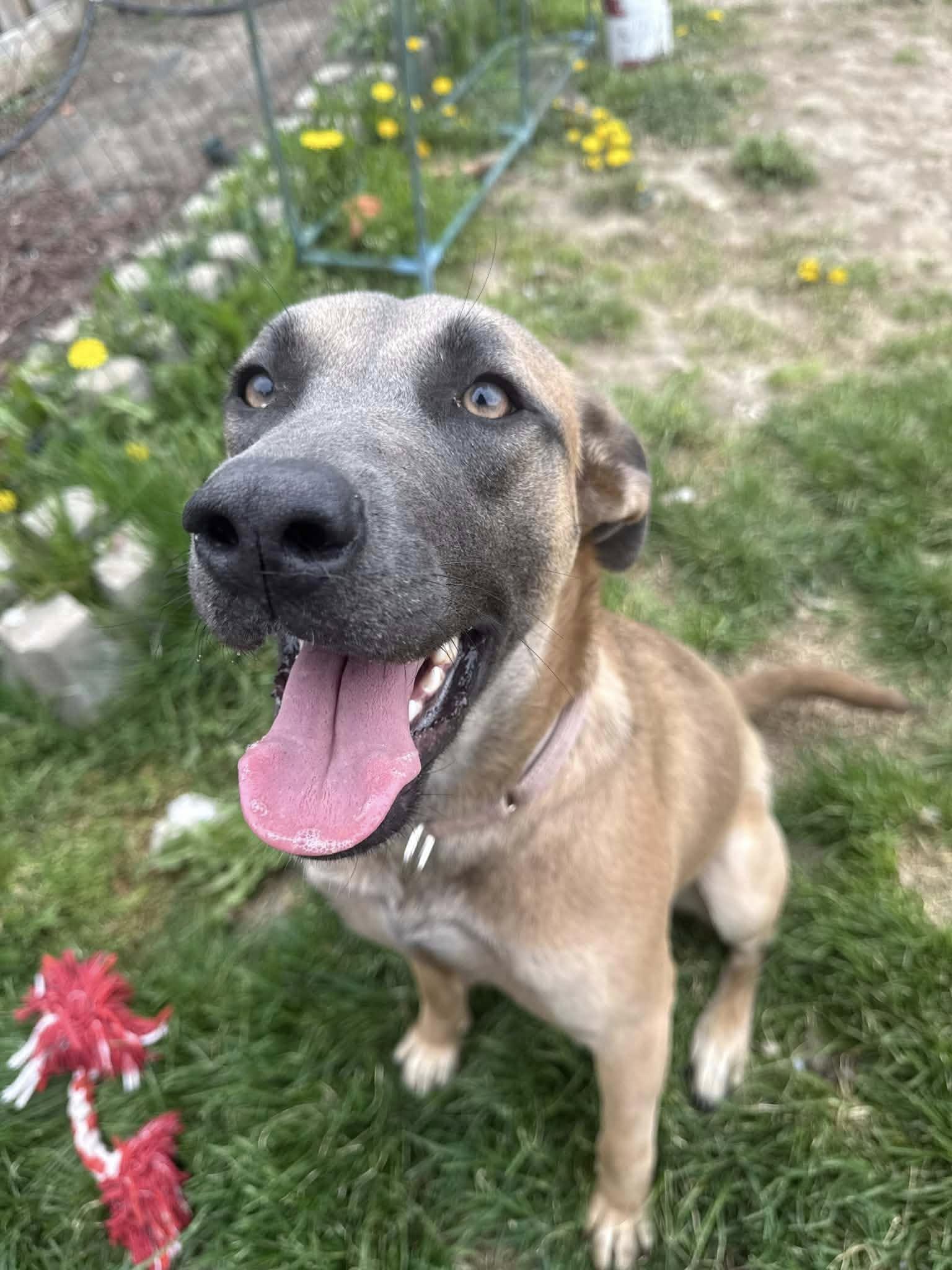 Sage, a ADOPTABLE mixed breed in Woodstock, ON image 1/5