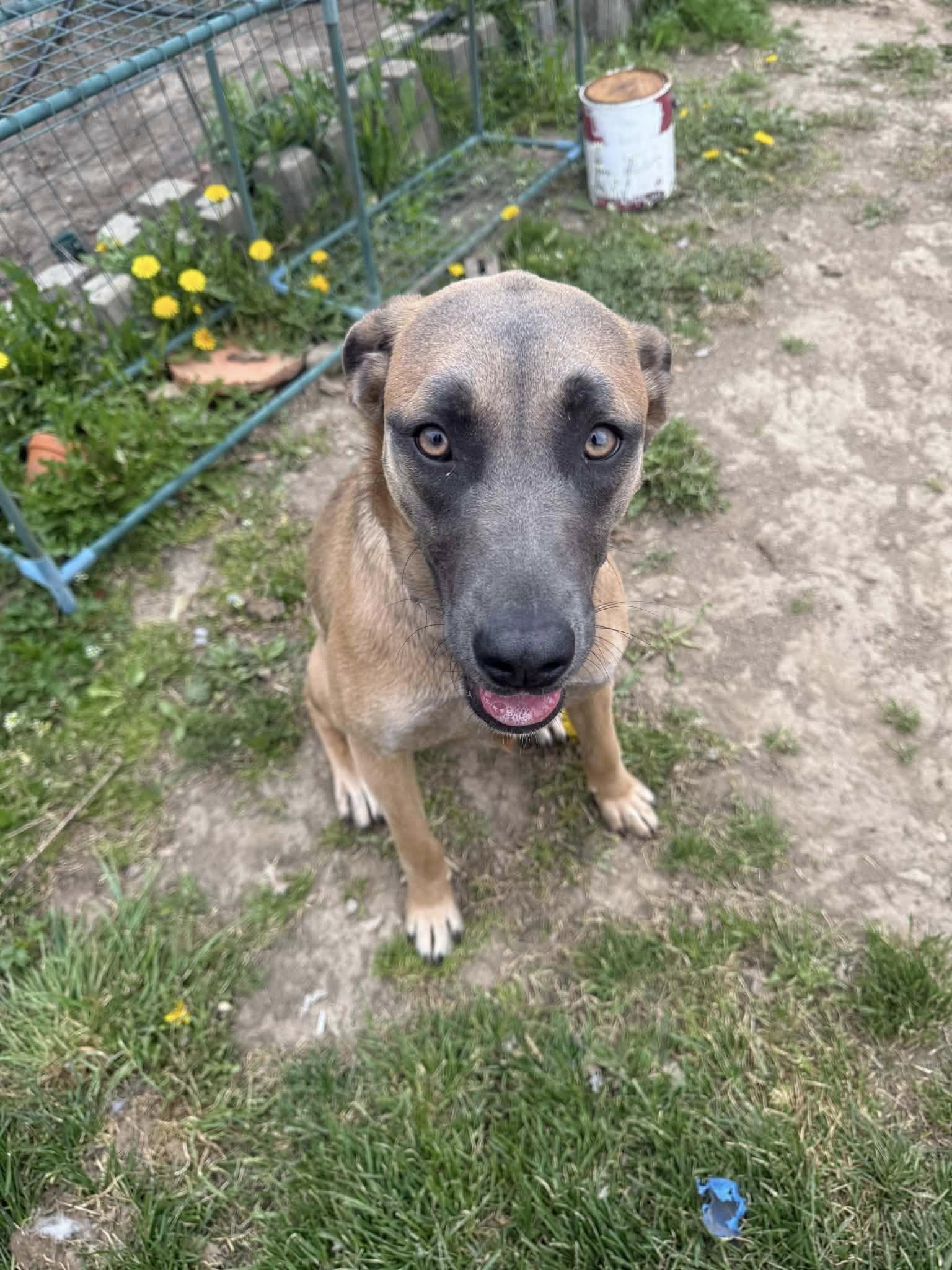 Sage, a ADOPTABLE mixed breed in Woodstock, ON image 3/5