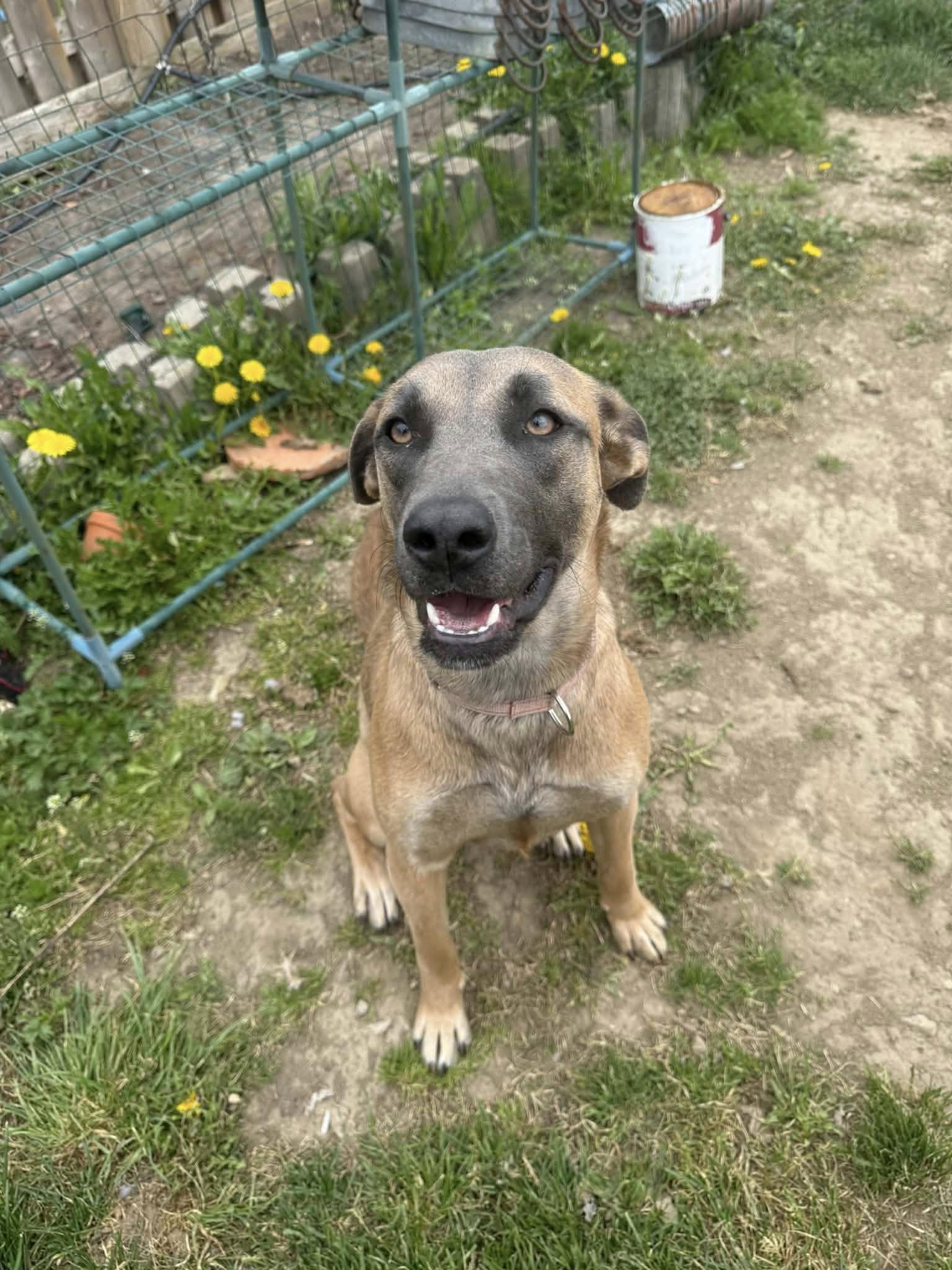 Sage, ADOPTABLE, Young Female Shepherd.
