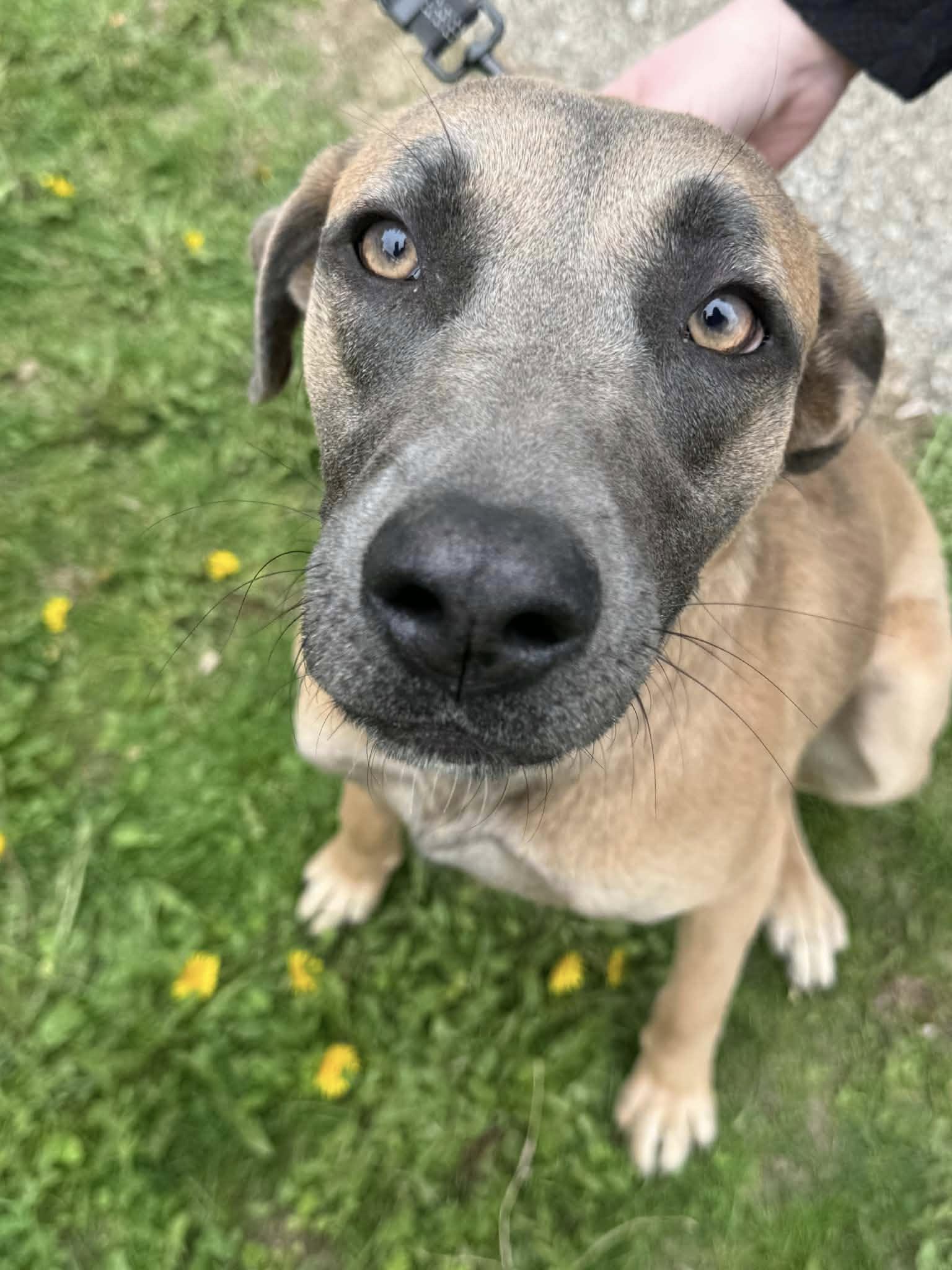 Sage, a ADOPTABLE mixed breed in Woodstock, ON image 5/5