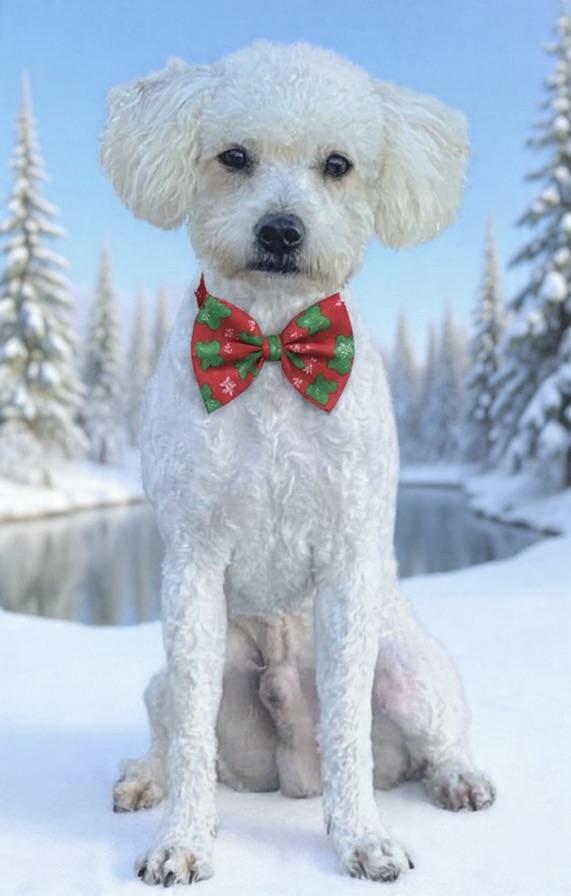 Luxe, ADOPTABLE, Young Male Miniature Poodle & Maltipoo.