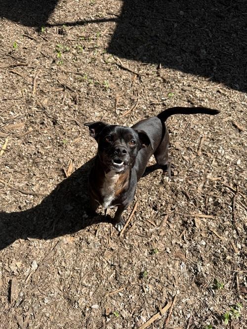 Enlarge Little Black Dog, a Adoptable Terrier in Parlier, CA image 2/6
