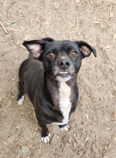 Enlarge Little Black Dog, a Adoptable Terrier in Parlier, CA image 3/6